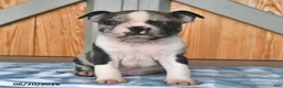 Boston Terrier dogs for sale: Barry  - Ad 4