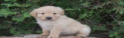 Golden Retriever dogs for sale: Nick  - Ad 4