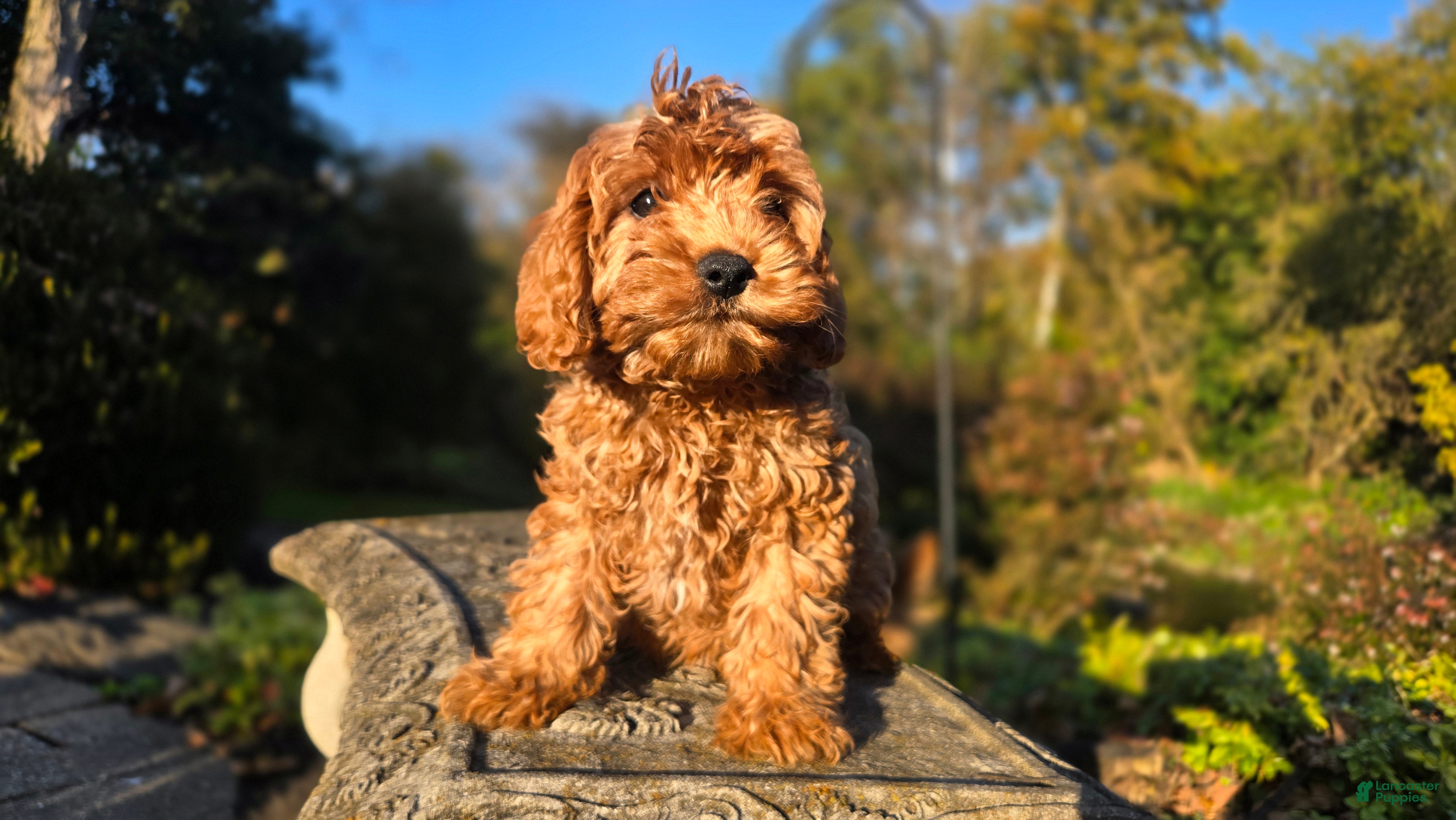 Cavapoo dogs for sale: Bryce - Ad 1