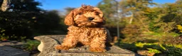Cavapoo dogs for sale: Bryce - Ad 1