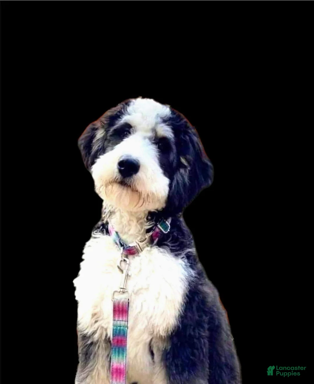 Gallery Image {{count}}