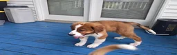 Mixed Breed dogs for sale: Marley - Ad 19