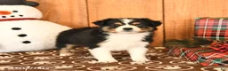 Miniature Australian Shepherd dogs for sale: Jasmine - Ad 4