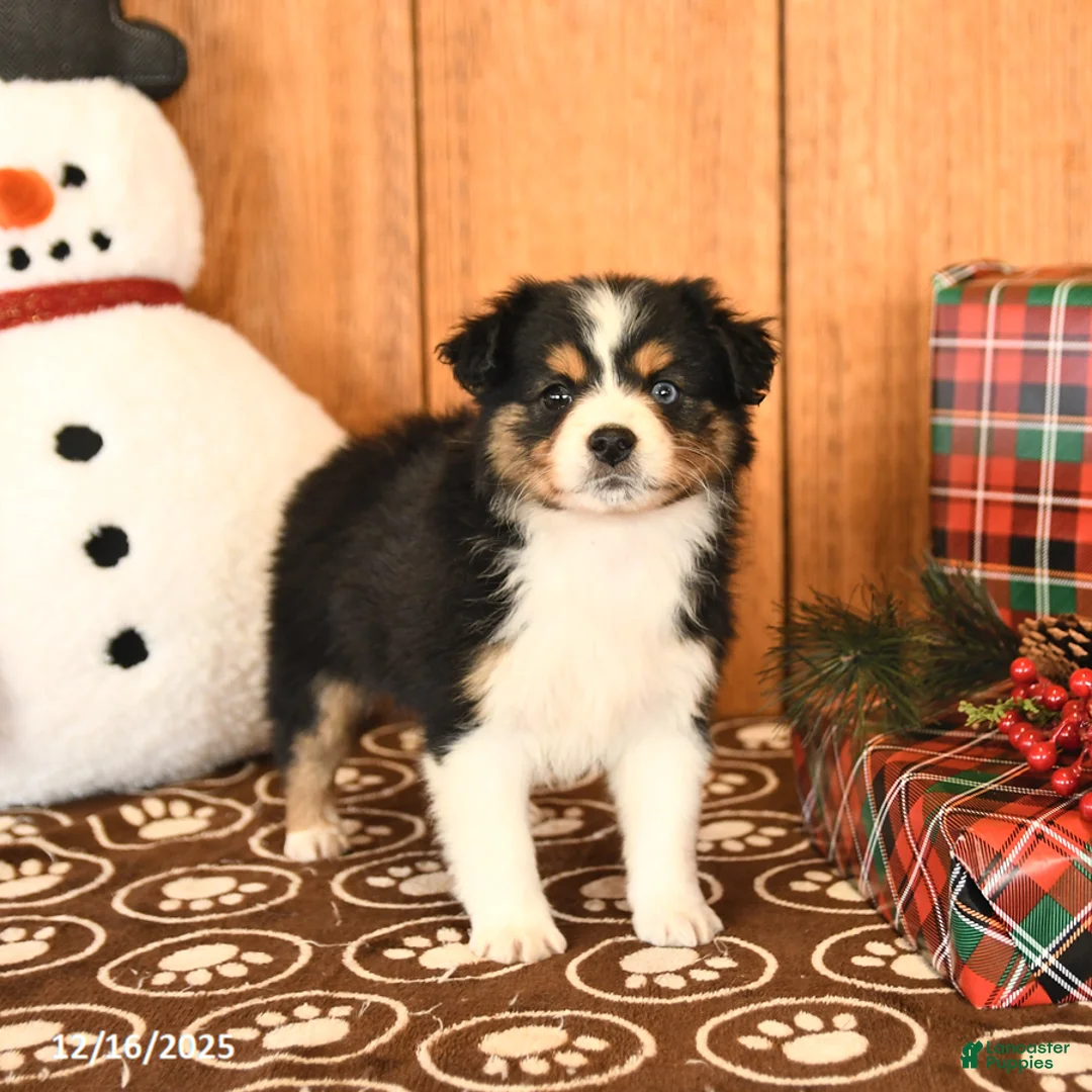 Miniature Australian Shepherd dogs for sale: Jasmine - Ad 4