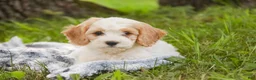 Mixed Breed dogs for sale: Fairy Munchkin Bernedoodle - Ad 5