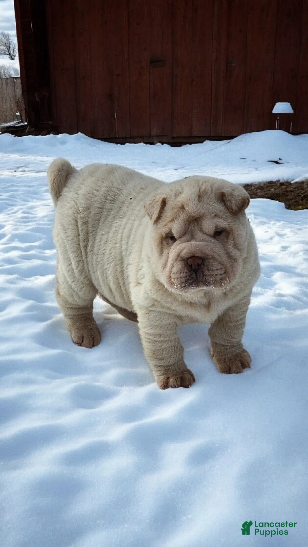 Shar Pei dogs for sale: Blizzard mini - Ad 21