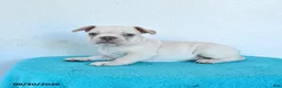 French Bulldog dogs for sale: Oakley - Ad 3
