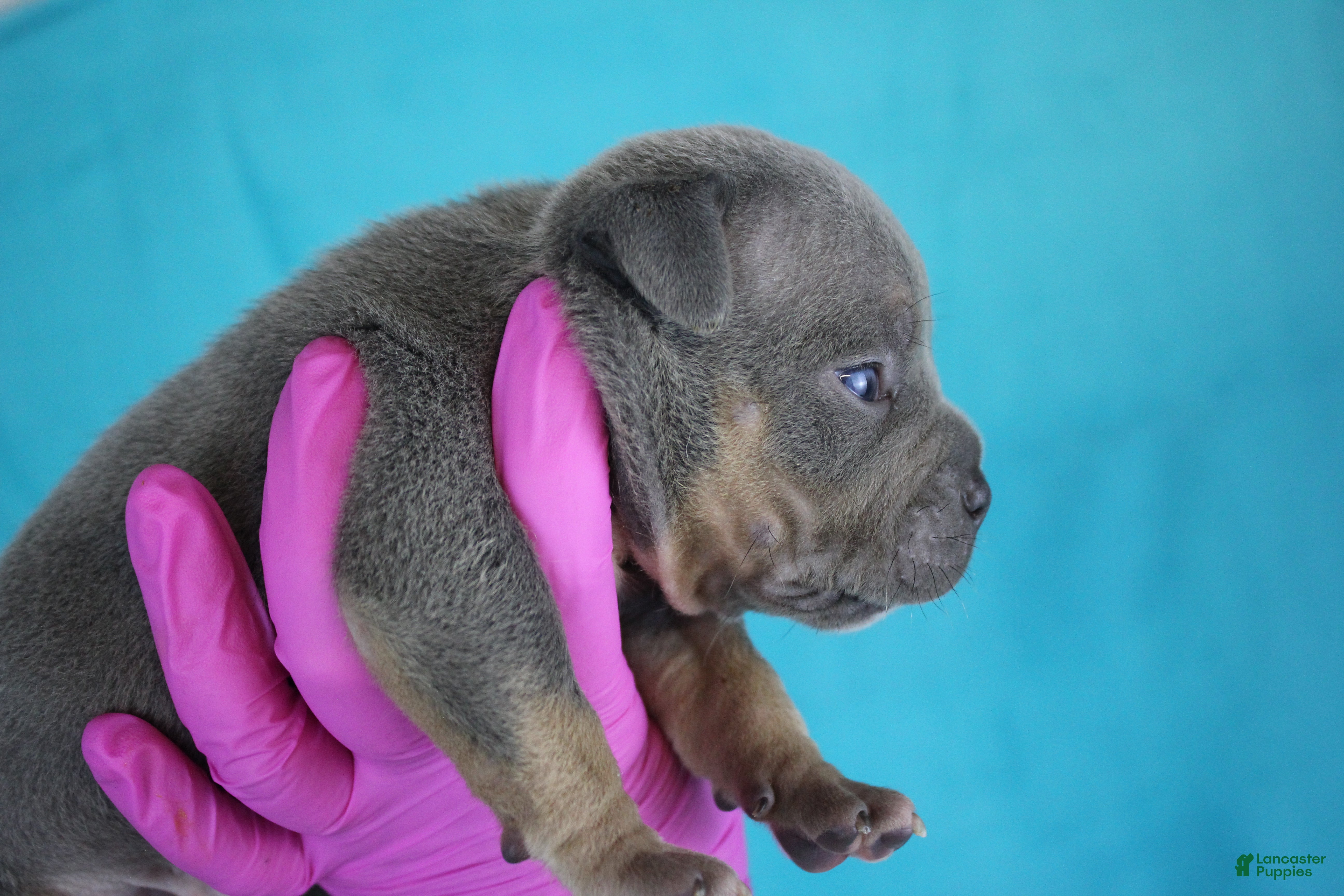 American Bully dogs Blue Tri Male - Ad 2