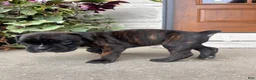 Boxer dogs for sale: Ruby - Ad 3