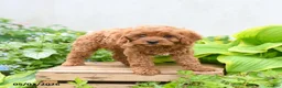 Cavapoo dogs for sale: Daisy - Ad 3
