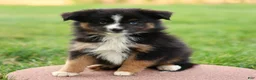 Miniature Australian Shepherd dogs for sale: Joy - Ad 3
