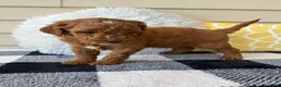 Mini Goldendoodle dogs for sale: Mini Goldendoodle “Theo” - Ad 10