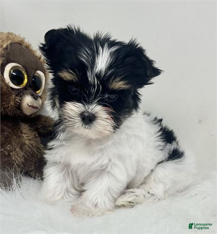 Yorkshire Terrier dogs Yorkshire Terrier 1 - Ad 1