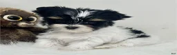 Yorkshire Terrier dogs for sale: Yorkshire Terrier 1 - Ad 1