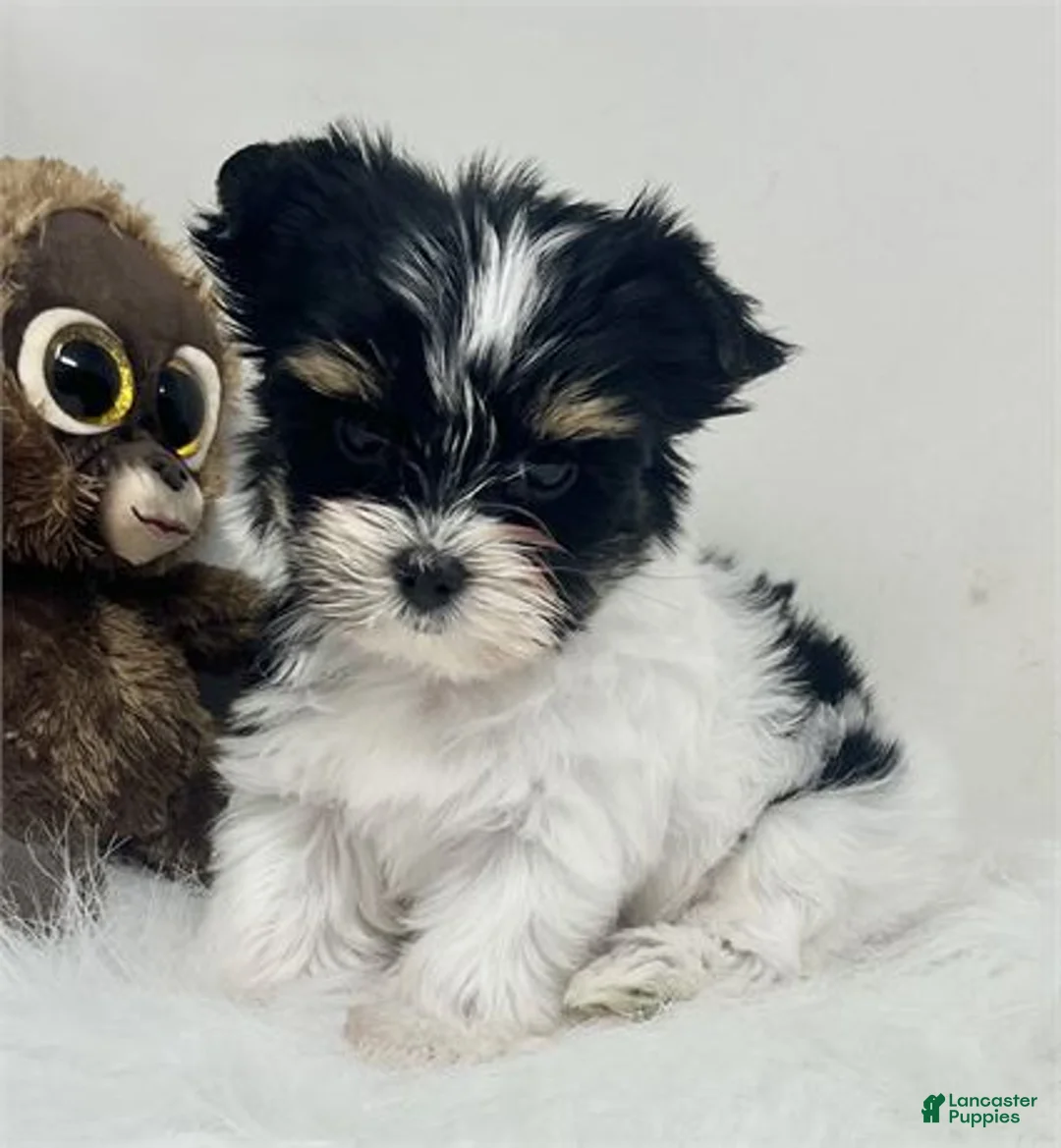 Yorkshire Terrier dogs for sale: Yorkshire Terrier 1 - Ad 1