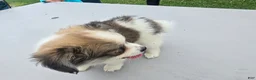 Pomchi dogs for sale: Brandy - Ad 4