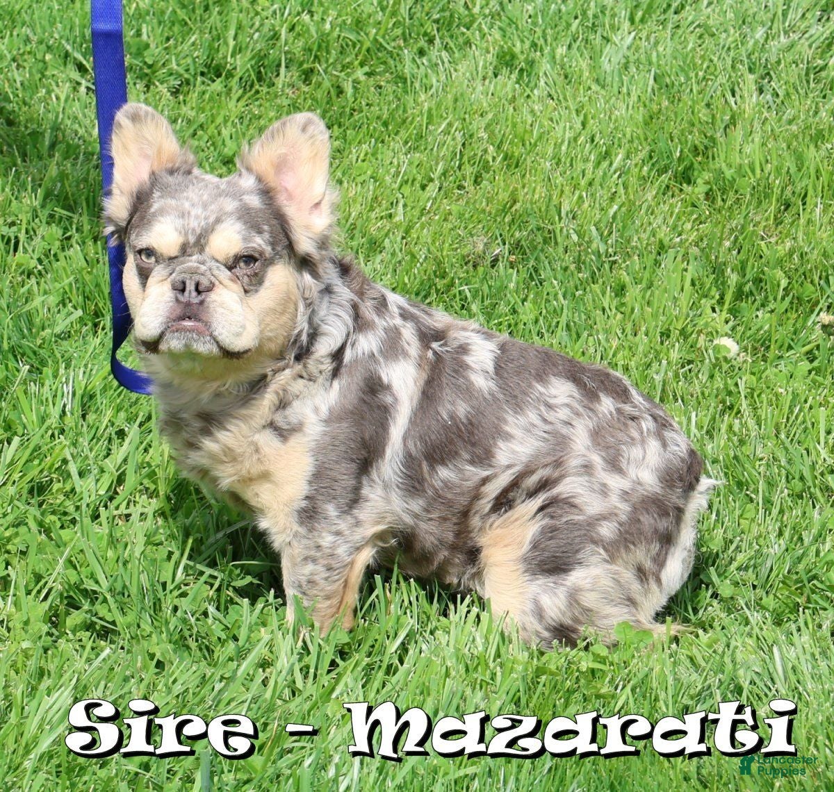 French Bulldog dogs for sale: Leo - Ad 10
