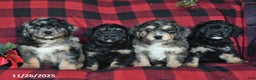 Mini Bernedoodle dogs for sale: Dasher  - Ad 5