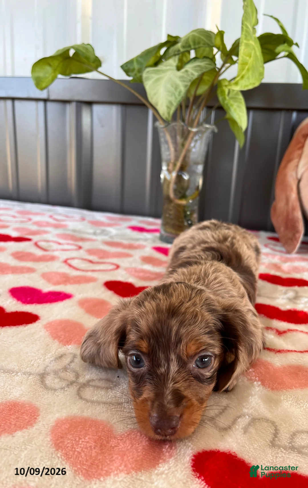 Miniature Dachshund dogs for sale: Cinnamon - Ad 4