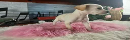 Chihuahua dogs for sale: White girl chi 2. Hand delivery  - Ad 5
