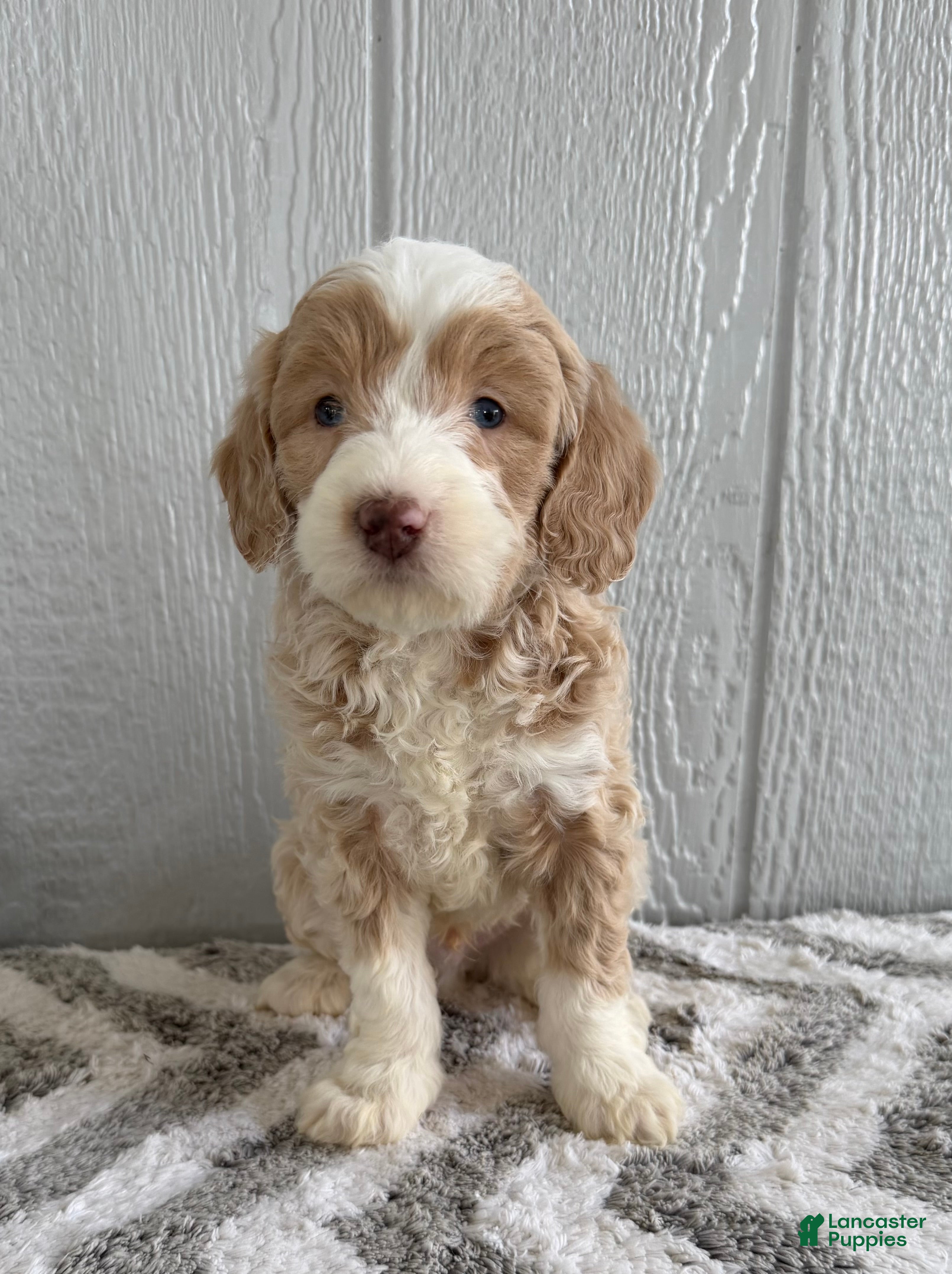 Mini Bernedoodle dogs Seth  - Ad 1