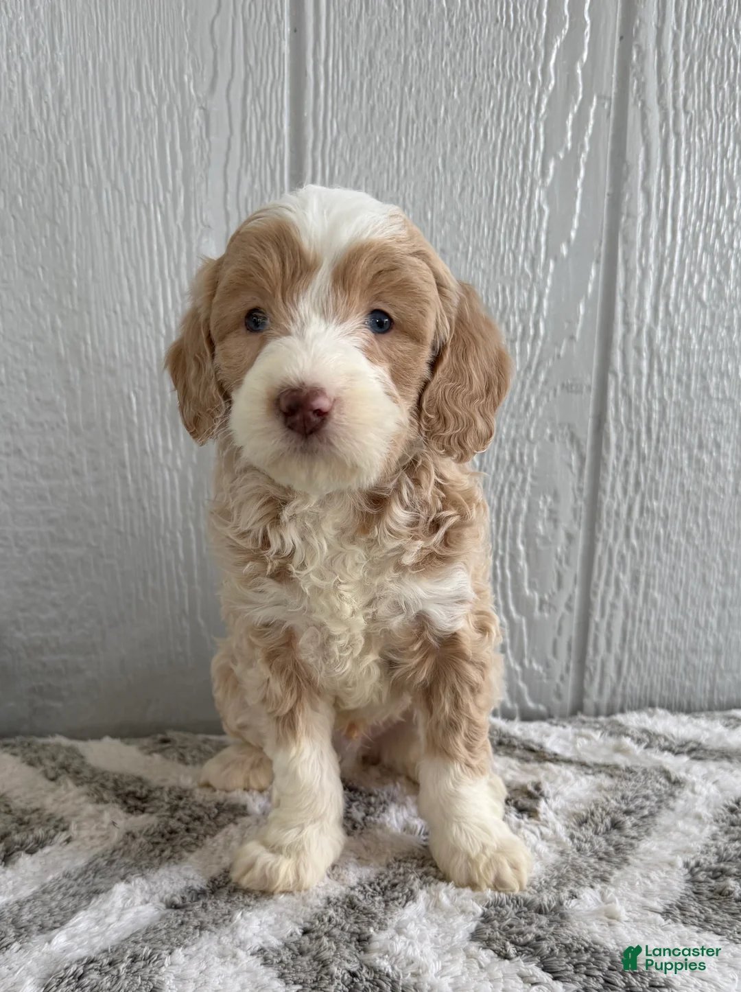 Mini Bernedoodle dogs for sale: Seth  - Ad 1