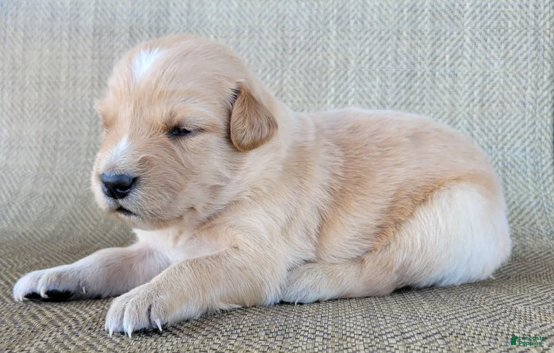 Australian Shepherd dogs for sale: Dollie - Ad 7