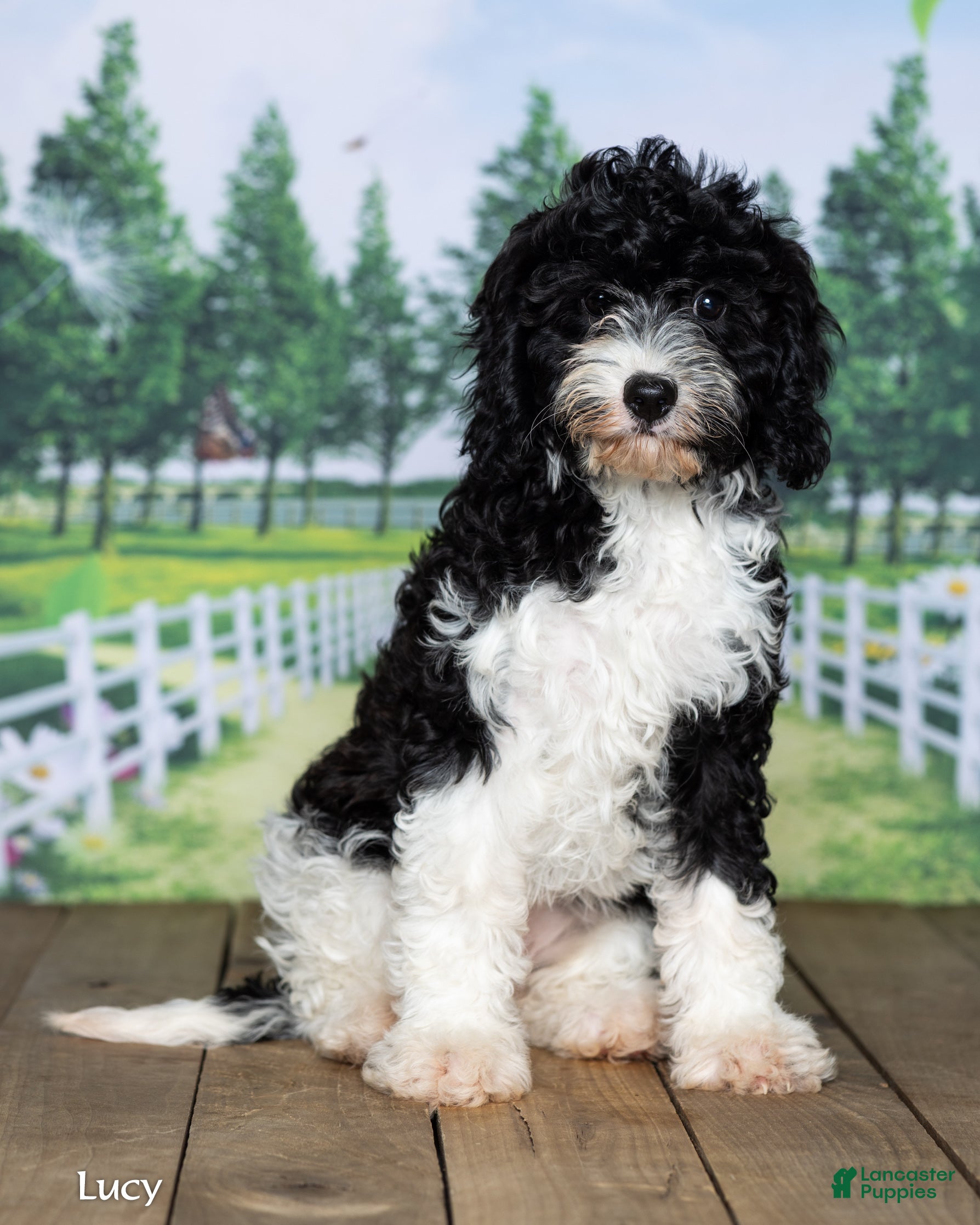 Cavapoo dogs Lucy - Ad 2
