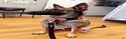 Mixed Breed dogs for sale: Mixed Breed 2 - Ad 3
