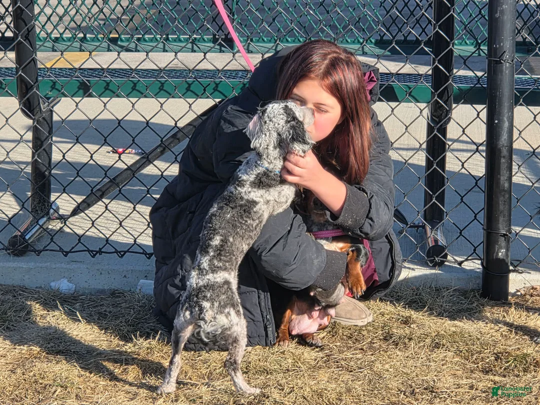Toy Poodle dogs for sale: Toy Poodle Puppy 1 - Ad 4