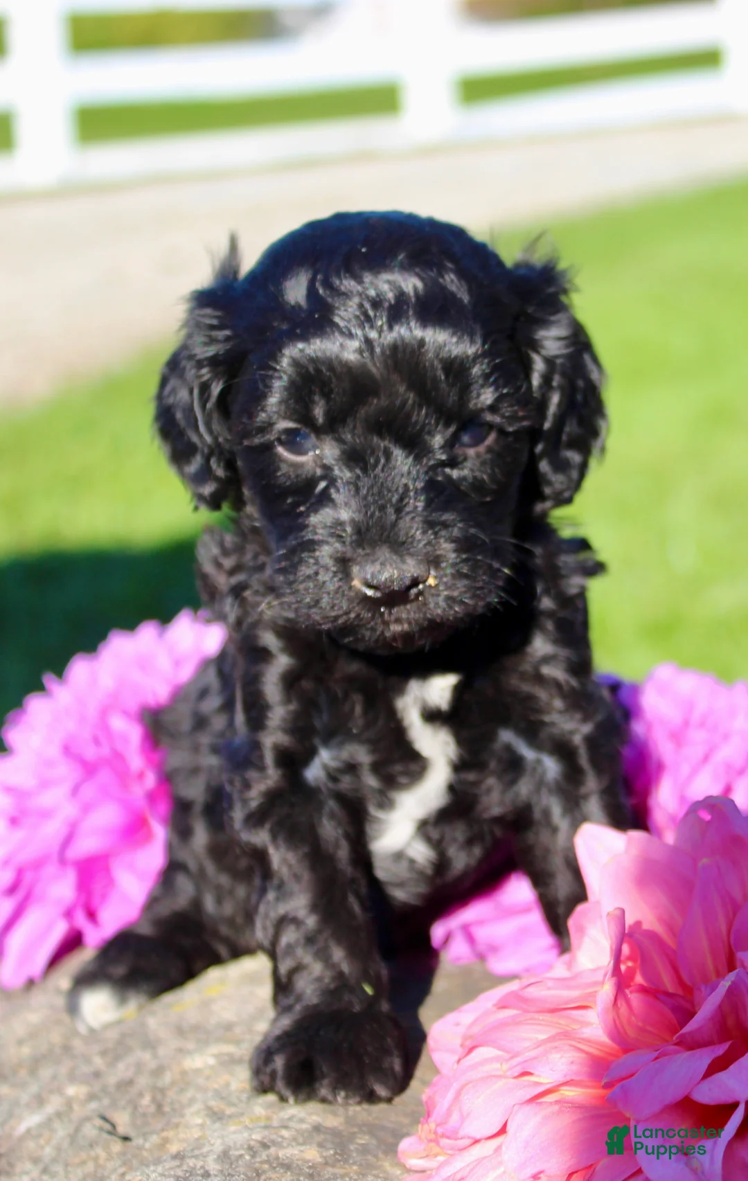 Cavapoo dogs for sale: Gibbs Male Cavapoo - Ad 2