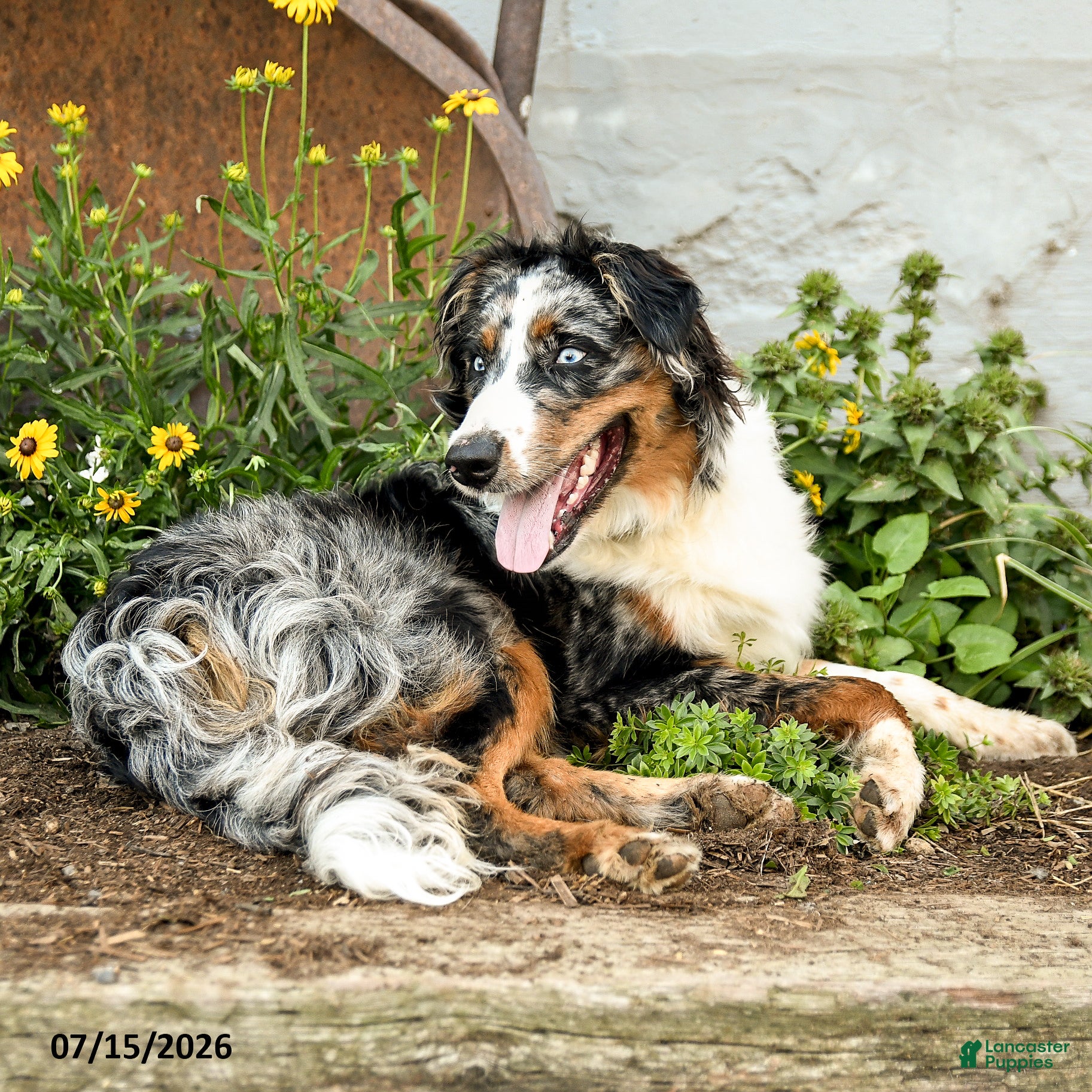Australian Shepherd dogs Ace - Ad 1