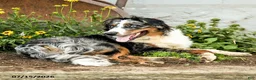 Australian Shepherd dogs for sale: Ace - Ad 1