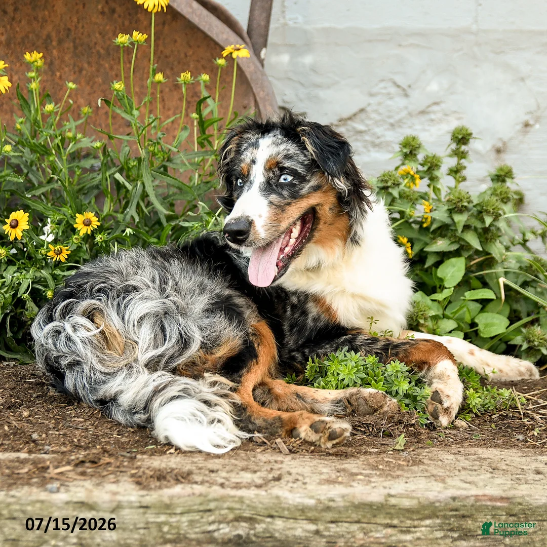 Australian Shepherd dogs for sale: Ace - Ad 1