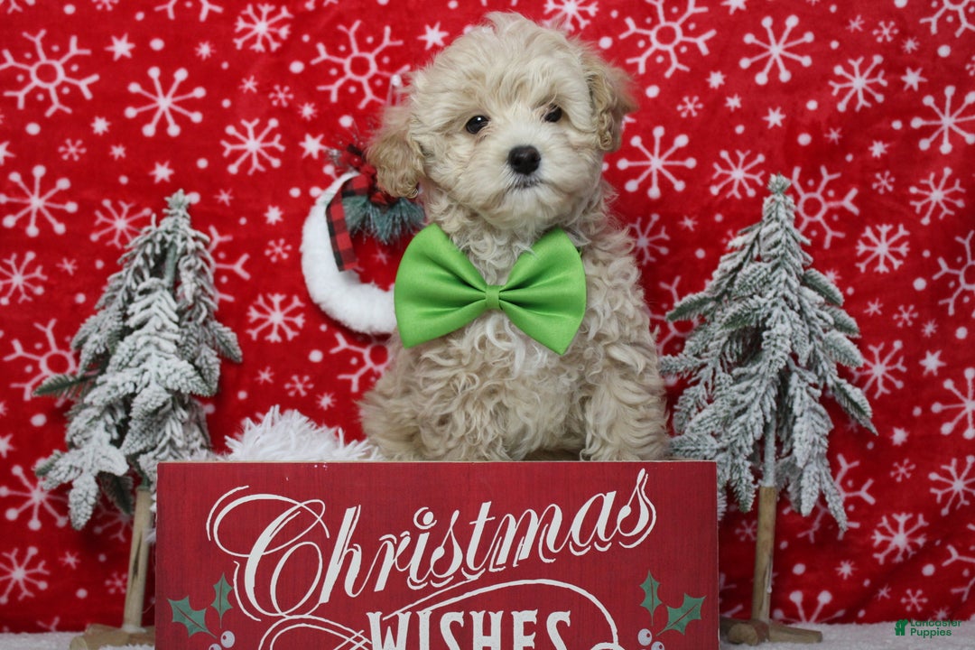 Havapoo dogs for sale: Waltz - Ad 1