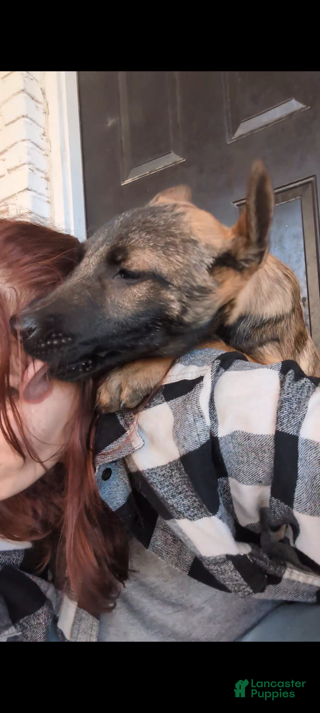 Mixed Breed dogs Backpack - Ad 27