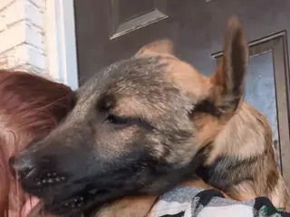 Mixed Breed dogs Backpack - Ad 10