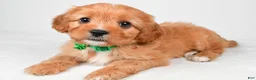 Cavapoo dogs for sale: Rita - Ad 7