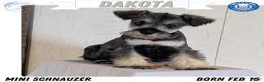 Dakota