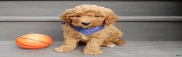 Mini Goldendoodle dogs for sale: Finn - Ad 4