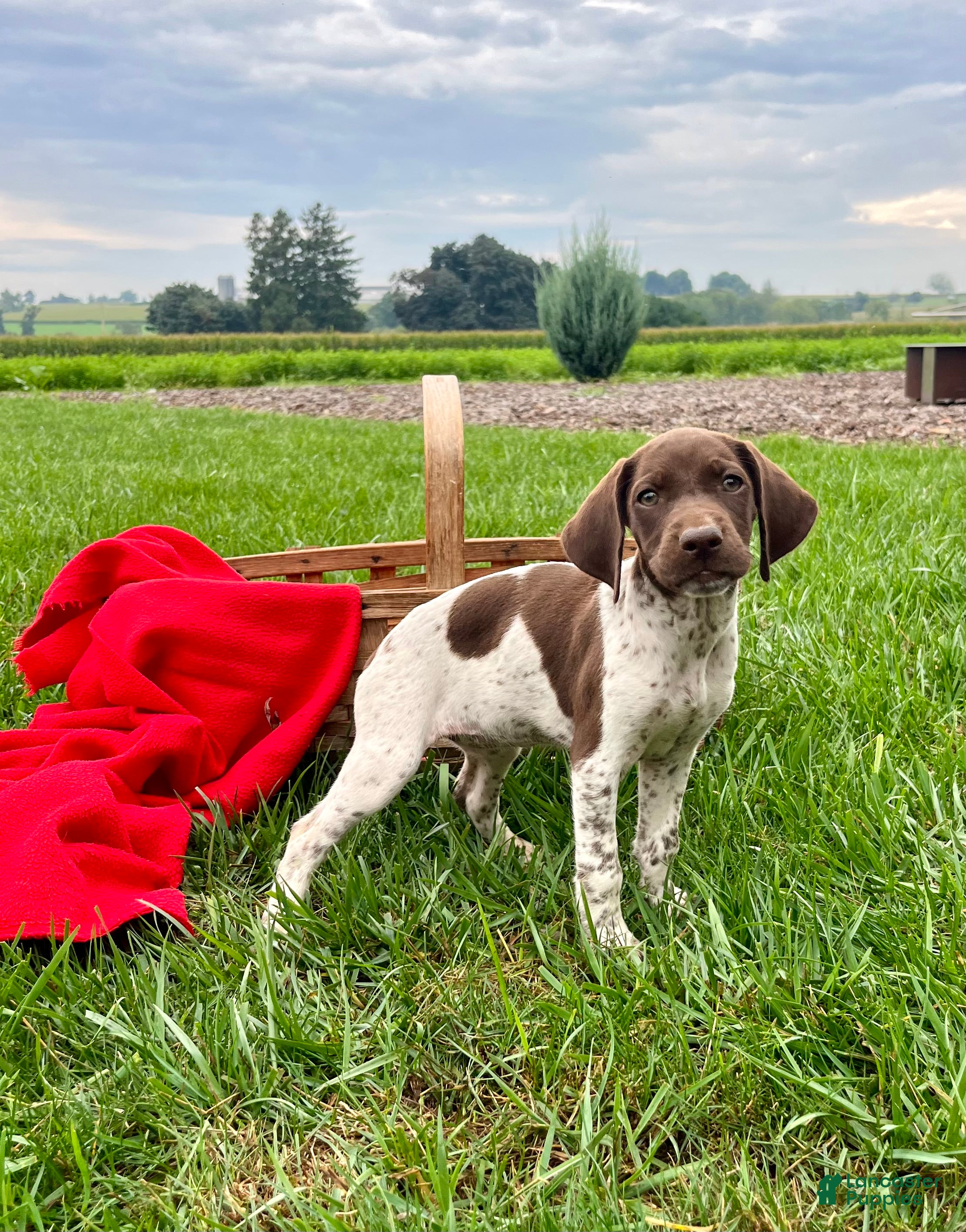 German Shorthaired Pointer dogs River❤️akc reg🐾 text or call today - Ad 1