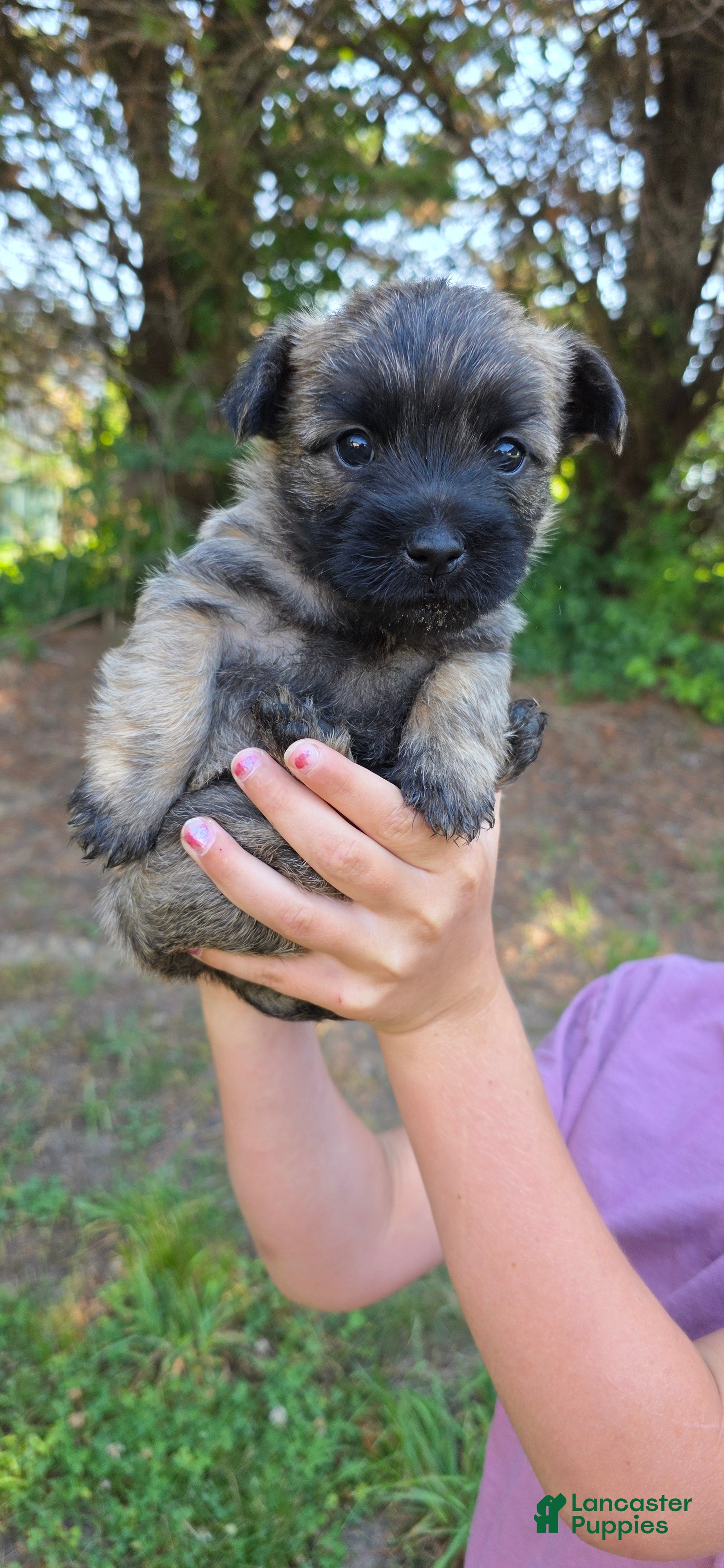 Cairn Terrier dogs Dark Sky  - Ad 1