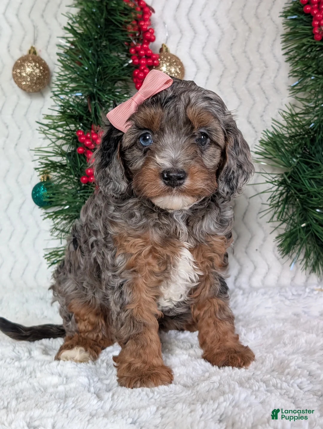 Cavapoo dogs for sale: Abby  - Ad 25