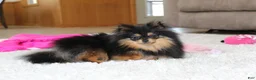 Pomeranian dogs for sale: Teacup Macy - Ad 4