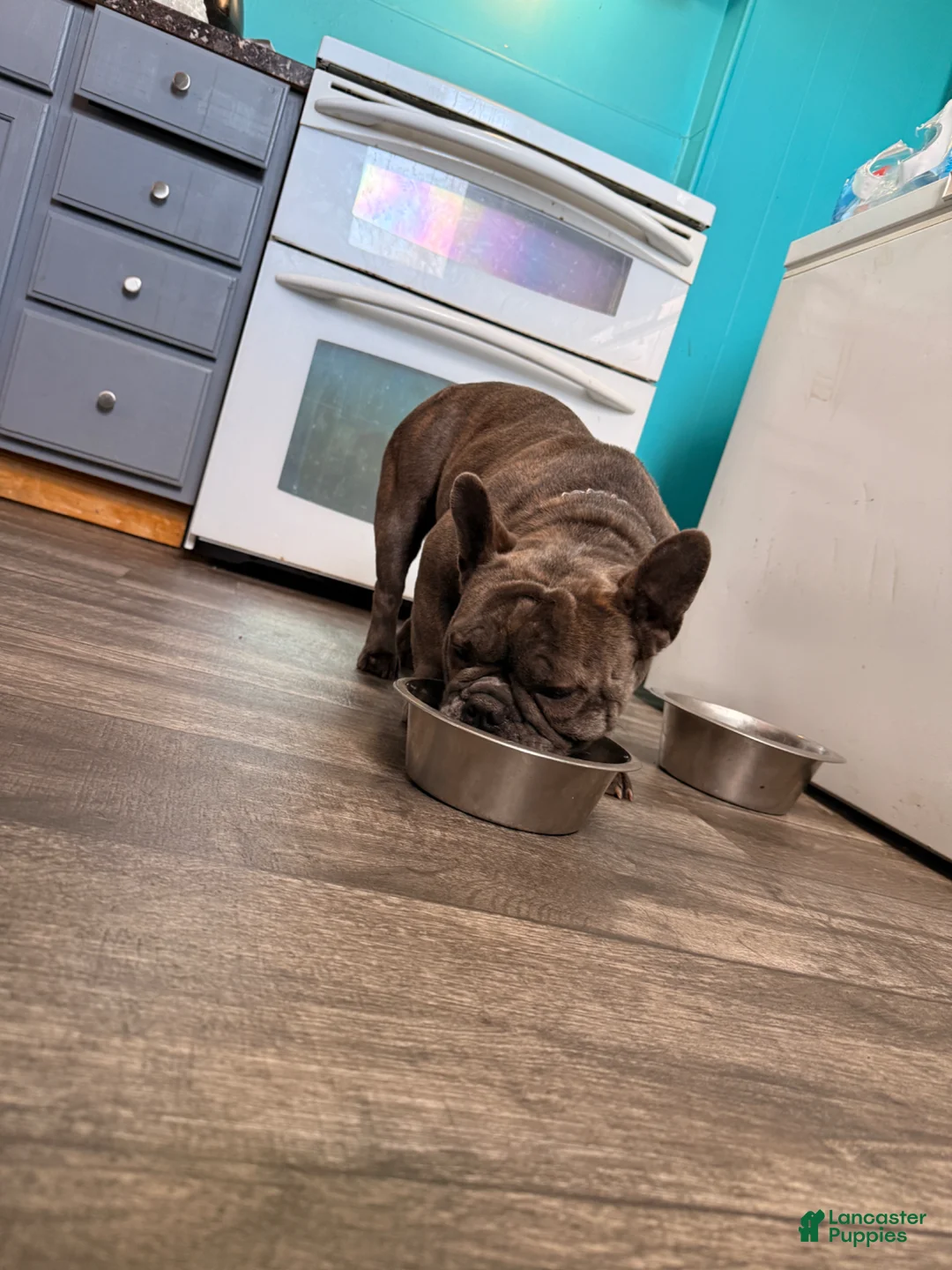 French Bulldog dogs for sale: Chubby boe - Ad 5