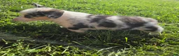 Mixed Breed dogs for sale: Buster - Ad 4