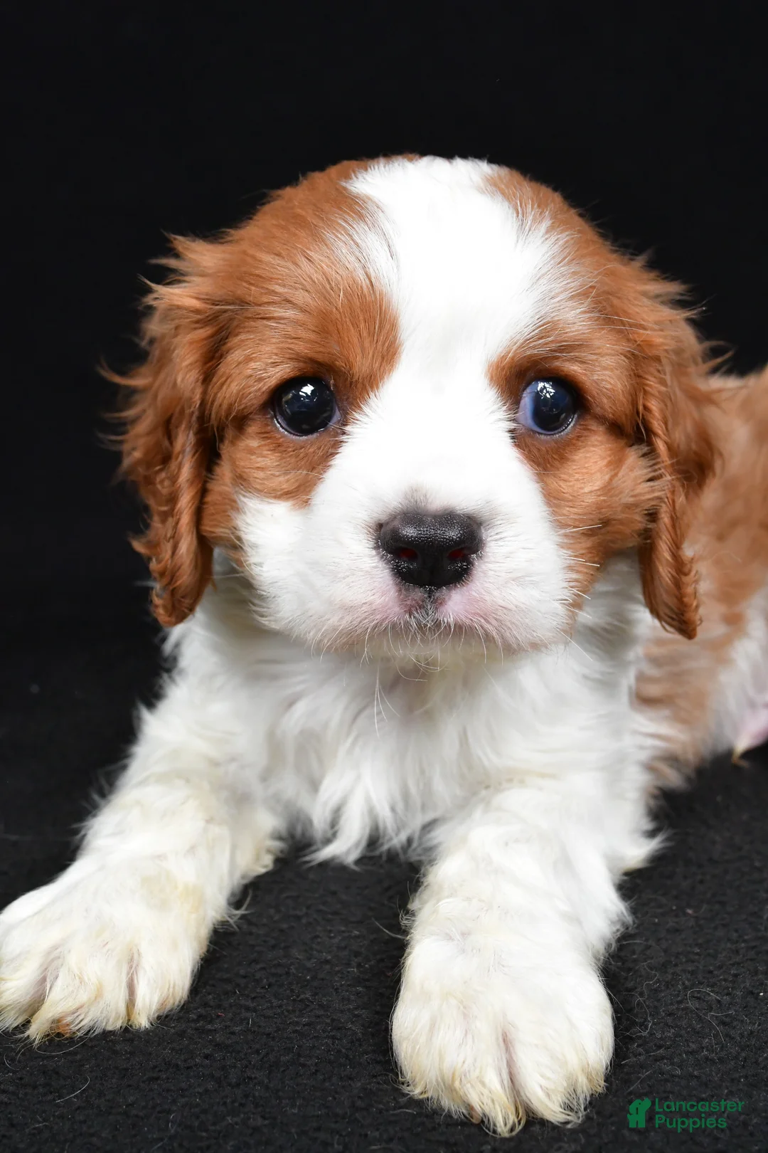 Cavalier King Charles Spaniel dogs for sale: Benji - Ad 2