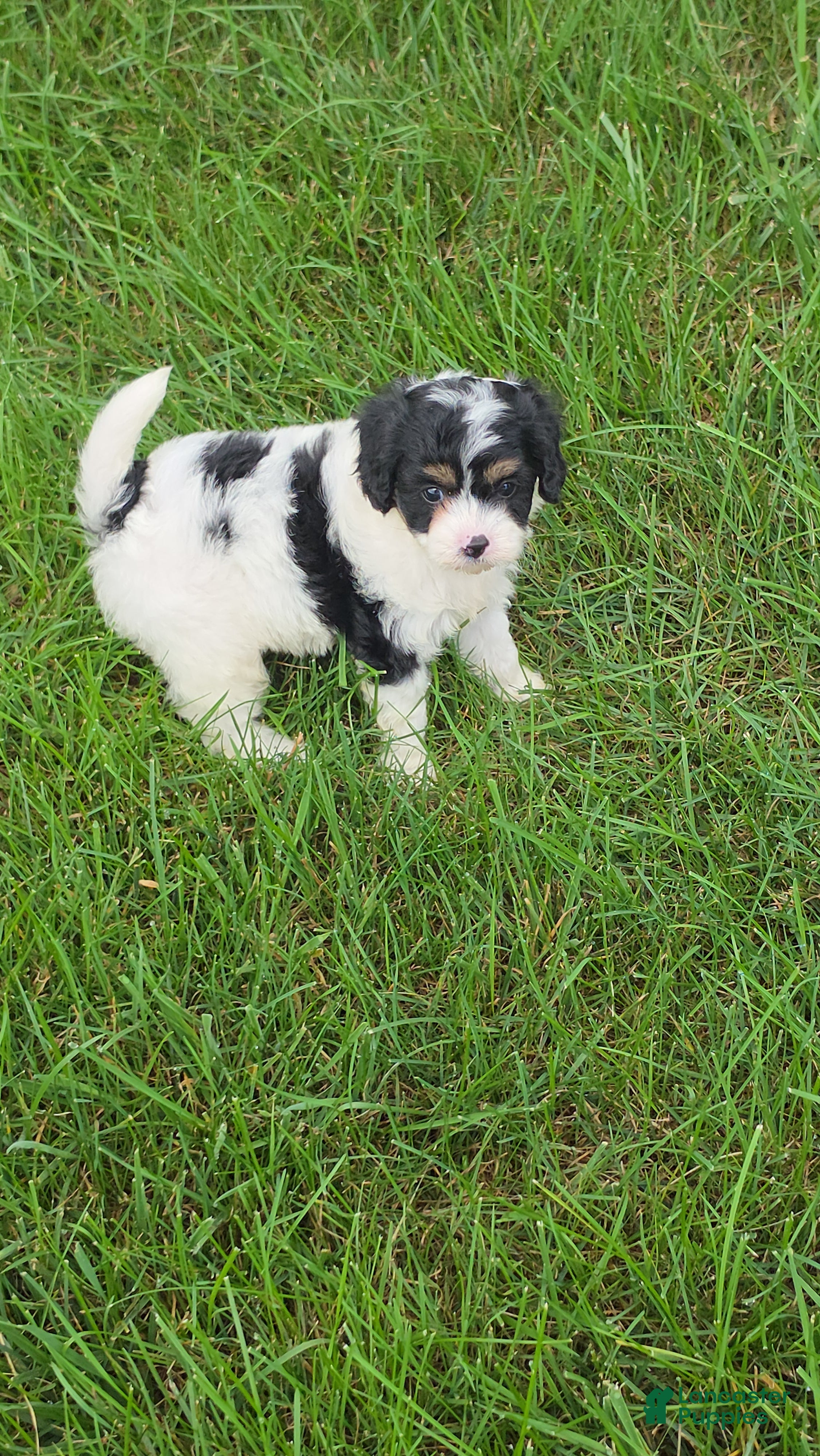 Cavapoo dogs Leo - Ad 1