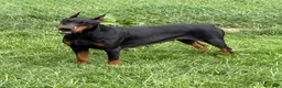Doberman Pinscher dogs for sale: Zara AKC European Doberman HUGE - Ad 7