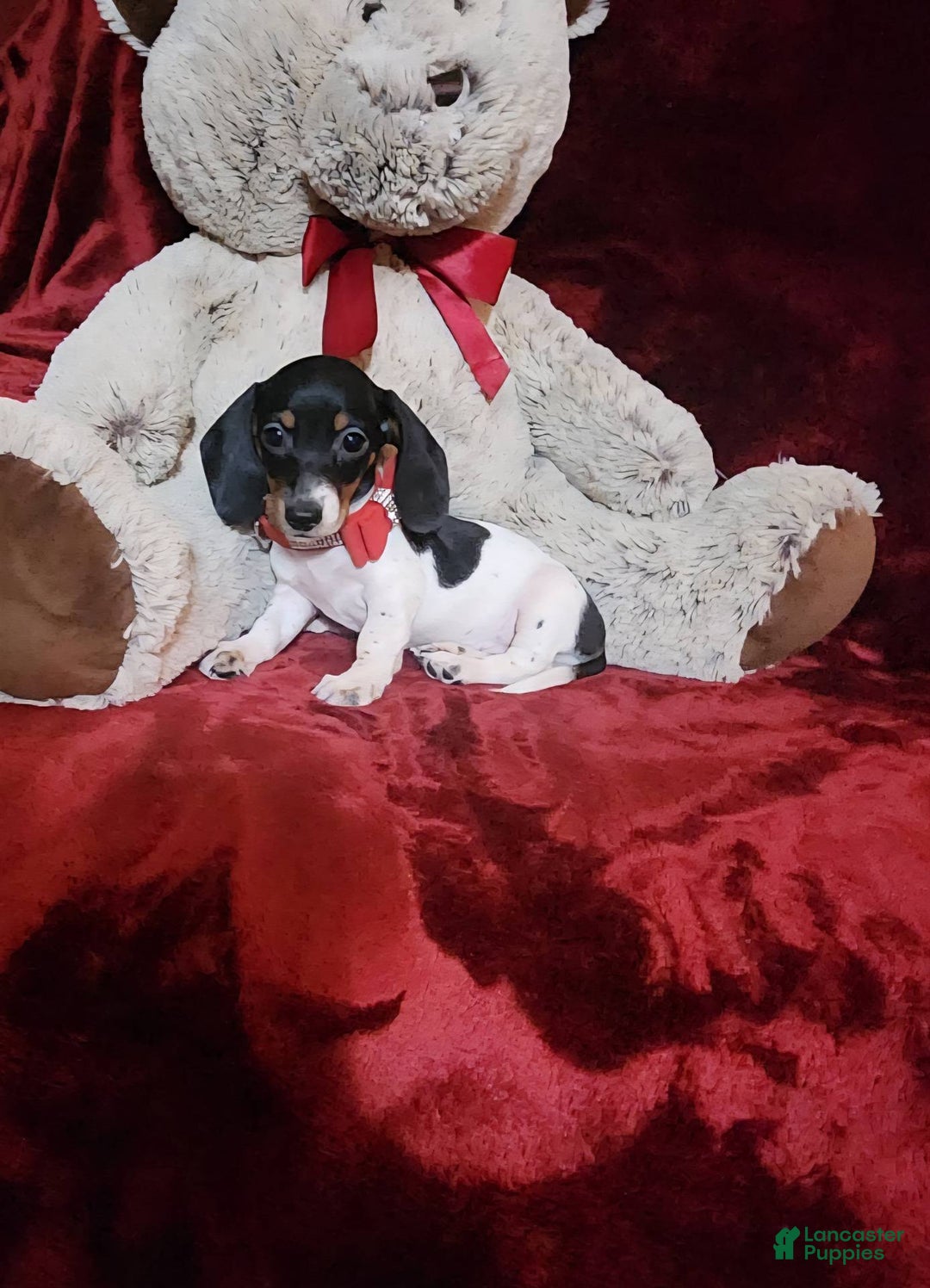 Miniature Dachshund dogs for sale: CHEYENNE - Ad 9